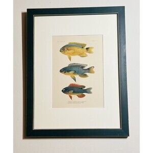1905 A. HOEN & CO. ORIGINAL 3 FISH LITHOGRAPH, circa 1905